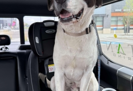 English Pointer