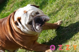 Englesbulldog