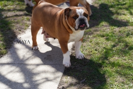 Englesbulldog