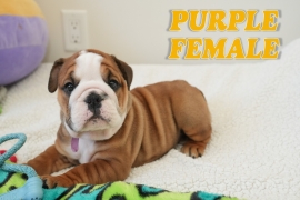 Englesbulldog