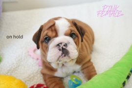 Englesbulldog