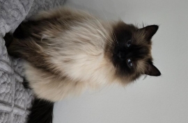 Ragdolls Ragdolls