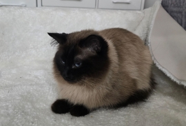 Ragdolls Ragdolls