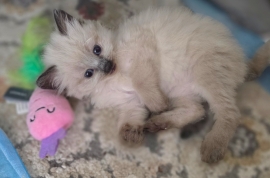Ragdolls Ragdolls