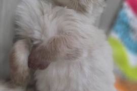 Ragdolls Ragdolls