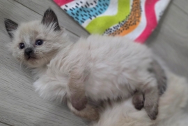 Ragdolls