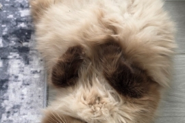 Ragdolls Ragdolls
