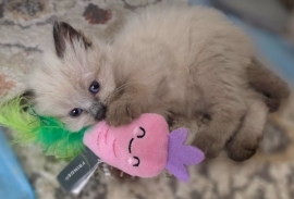 Ragdolls Ragdolls