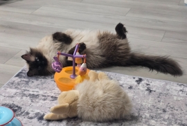 Ragdolls Ragdolls