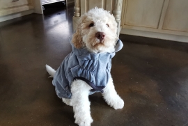 Lagotto Romagnolo Lagotto Romagnolo