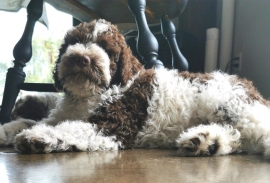 Lagotto Romagnolo