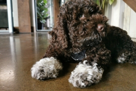 Lagotto Romagnolo Lagotto Romagnolo