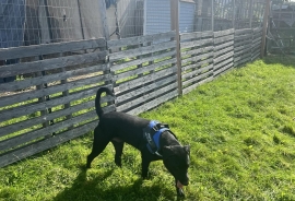 Black Labrador Retriever