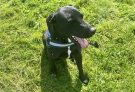 Black Labrador Retriever