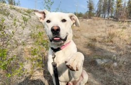 Pit Bull Terrier