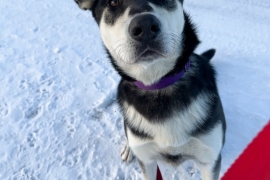 Husky