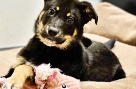 German Shepherd Dog