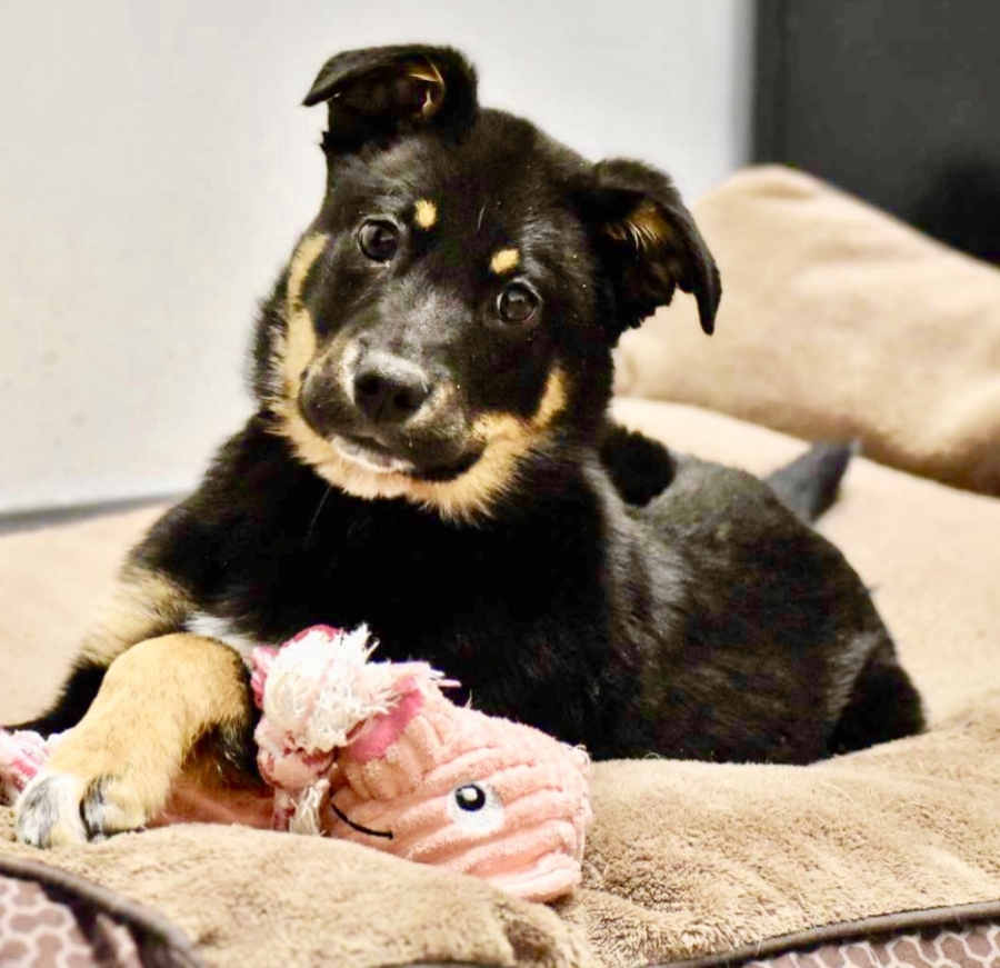 German Shepherd Dog