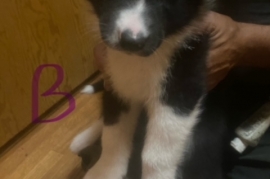 Karelian Bear Dog 