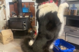 Karelian Bear Dog 