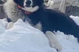 Karelian Bear Dog 