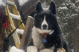 Karelian Bear Dog 