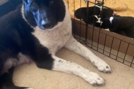Karelian Bear Dog 