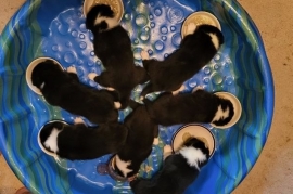 Karelian Bear Dog 