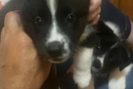 Karelian Bear Dog 