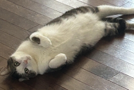 Domestic Short Hair