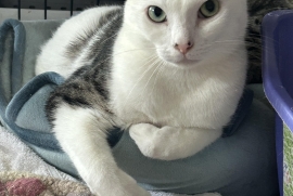 Domestic Short Hair