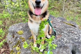 German Shepherd Dog