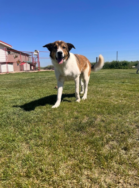 Australian Shepherd