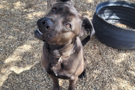 Cane Corso