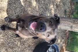 Cane Corso