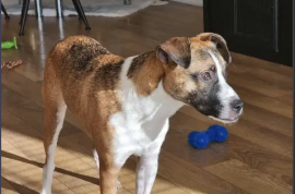 Jack Russel Terrier