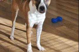 Jack Russel Terrier