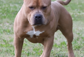 American Bully