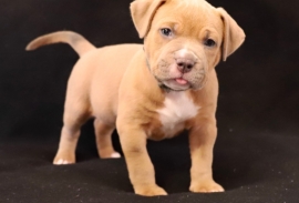 American Bully