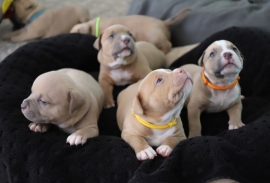 American Bully