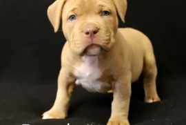 American Bully