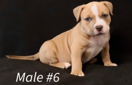 American Bully