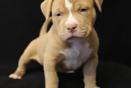 American Bully