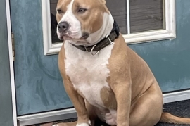 American Bully