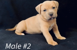 American Bully