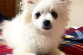 POMERANIAN