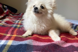 POMERANIAN