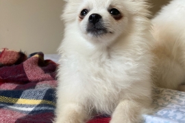 POMERANIAN