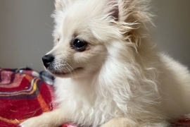 POMERANIAN