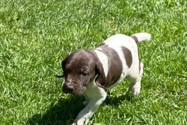 German shorthaired pointers